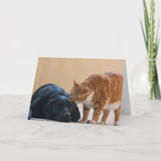 Hundfotokort - Davy och vän Kort
