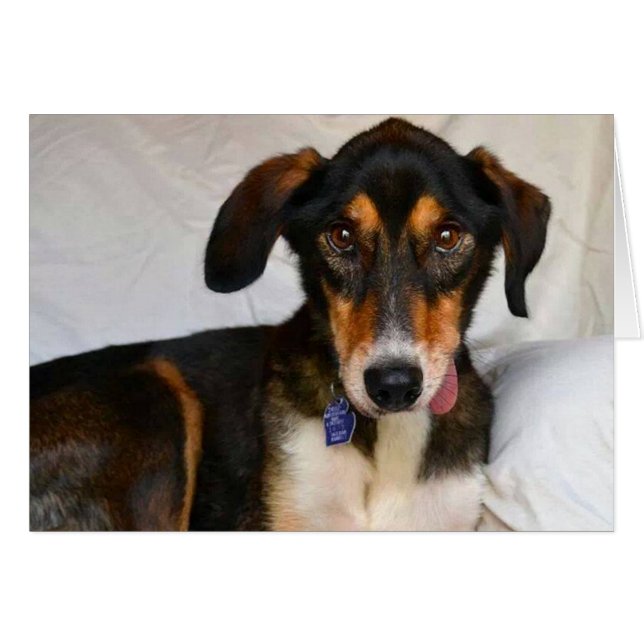 Hundfotokort - en hälsningskort (Framsidan Horizontal)