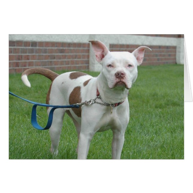 Hundfotokort - Jersey Hälsningskort (Framsidan Horizontal)