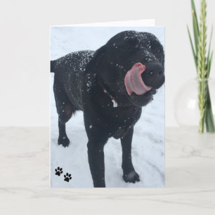 hundfotokort kort