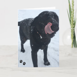 hundfotokort kort