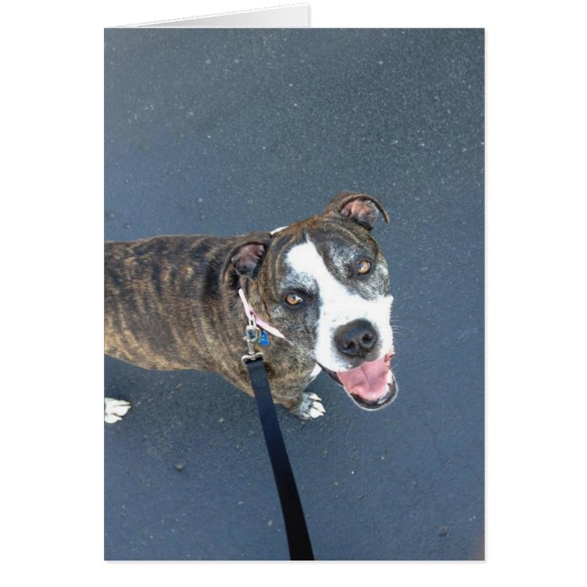 Hundfotokort - Macy Hälsningskort (Framsidan)