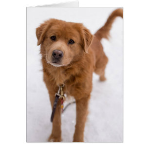 Hundfotokort - Marley Hälsningskort