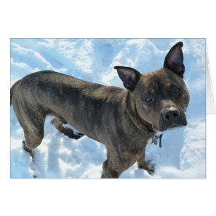 Hundfotokort - Marshall knipor Hälsningskort