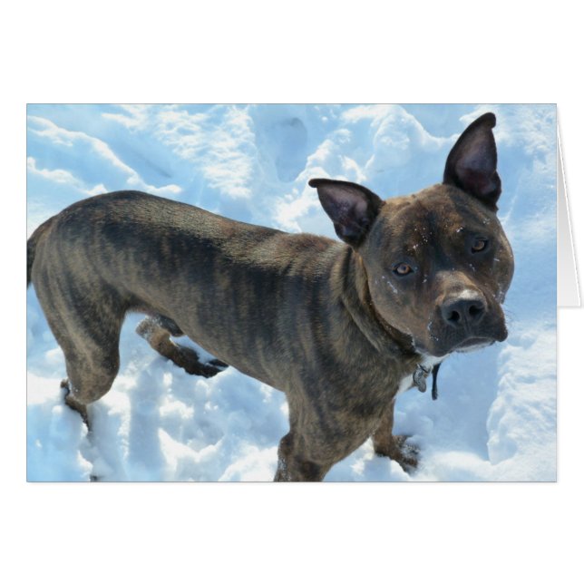 Hundfotokort - Marshall knipor Hälsningskort (Framsidan Horizontal)