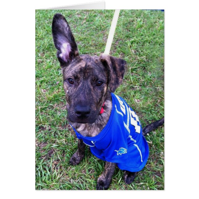 Hundfotokort - nolla hälsningskort (Framsidan)