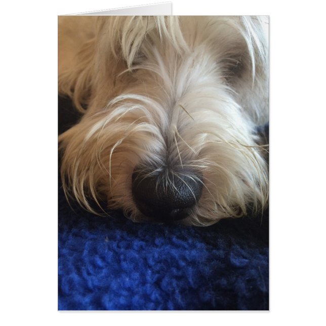 Hundhumorkort Hälsningskort (Framsidan)