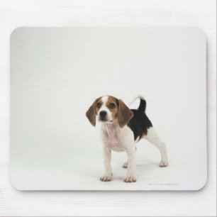 Hundhund Musmatta