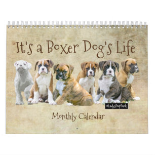 Hundkalendrar - gulliga boxarevalpar kalender