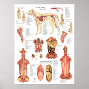Hundmuskelartärer Anatomi Diagram Poster
