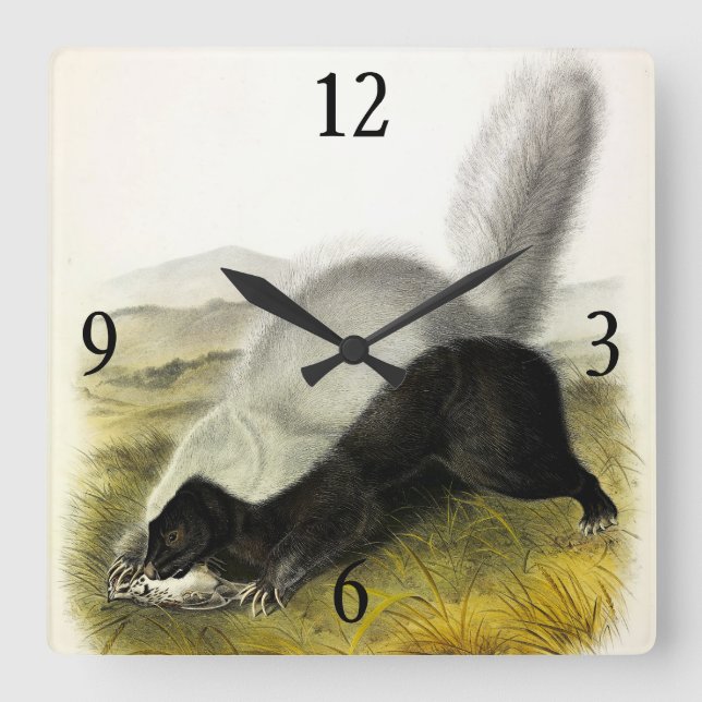 Hundnosad kunk (Texan Skunk) Audubons Quadrupeds Fyrkantig Klocka (Framsida)