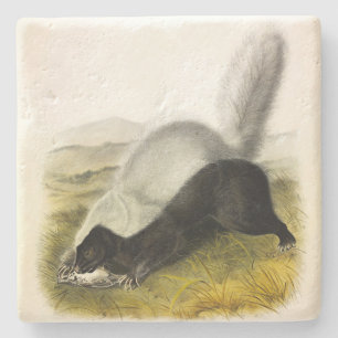 Hundnosad kunk (Texan Skunk) Audubons Quadrupeds Stenunderlägg