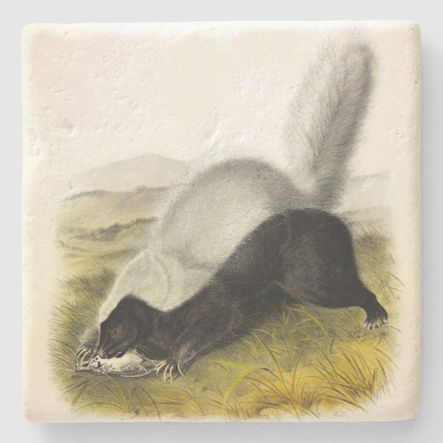 Hundnosad kunk (Texan Skunk) Audubons Quadrupeds Stenunderlägg (Framsidan)