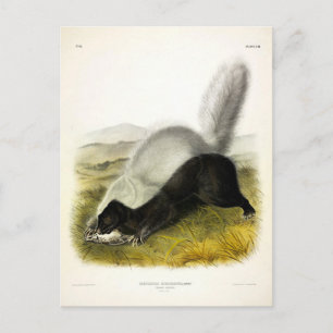 Hundnosad kunk (Texan Skunk) Audubons Quadrupeds Vykort