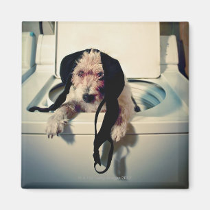 Hundportion ut med tvätta magnet