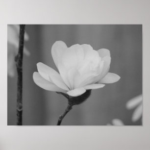 Hundraårs- blom för svartvit Magnolia Poster