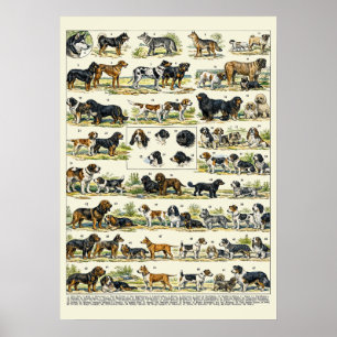 Hundras färgillustrationer poster