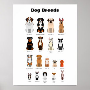 Hundraserna poster. poster