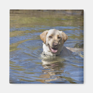 Hundsimning Magnet