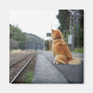 Hundsitta på tågstation magnet
