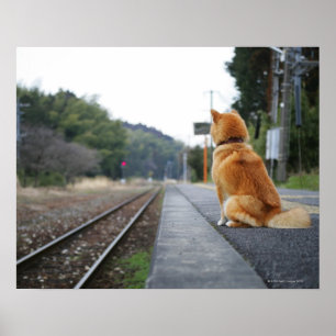 Hundsitta på tågstation poster