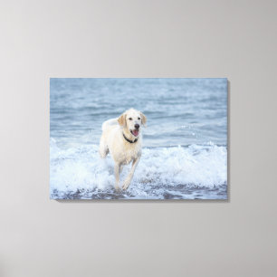 Hundspring i vatten på beach.en canvastryck