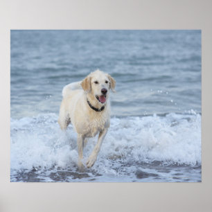 Hundspring i vatten på beach.en poster