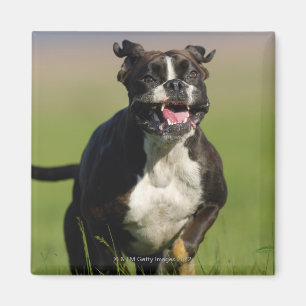 Hundspring Magnet