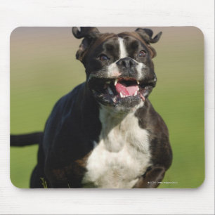 Hundspring Musmatta