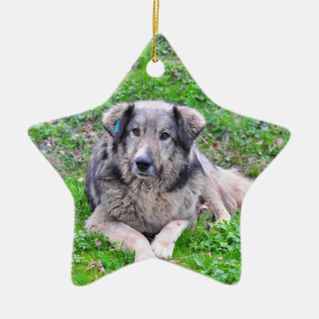 Hundstjärnaprydnad Julgransprydnad Keramik (Framsidan)