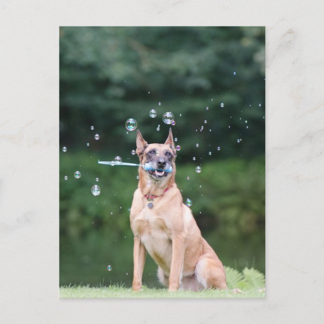 Hundtrick: Seifenblasen erstellen Vykort (Framsida)