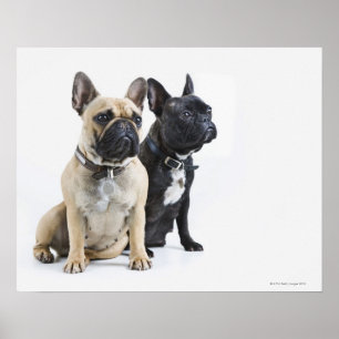 Hundutbildning & obedience poster