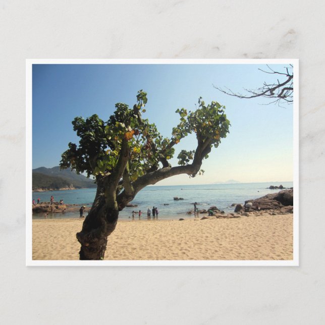 hung shing yeh beach tree vykort (Framsida)