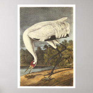 Hungande Crane Poster