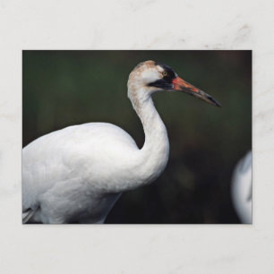 Hungande Crane Vykort