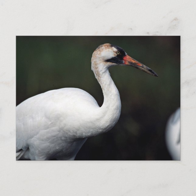 Hungande Crane Vykort (Framsida)
