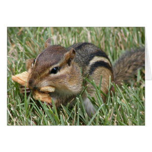 Hungrig Chipmunk Hälsningskort