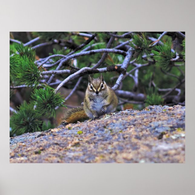 Hungrig Chipmunk Poster (Framsidan)
