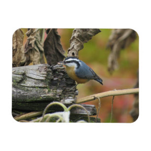 Hungrig Cute Nuthatch Magnet