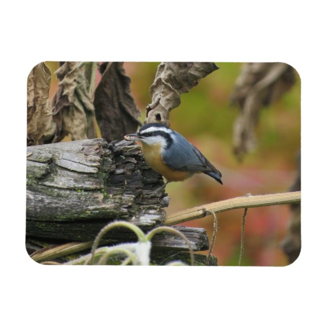 Hungrig Cute Nuthatch Magnet (Horisontell)