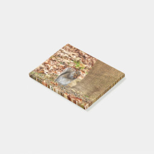 Hungrig ekorre post-it block