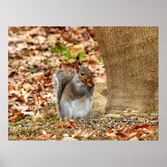 Hungrig ekorre poster (Framsidan)