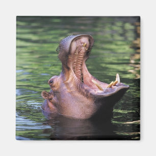 Hungrig flodhäst magnet