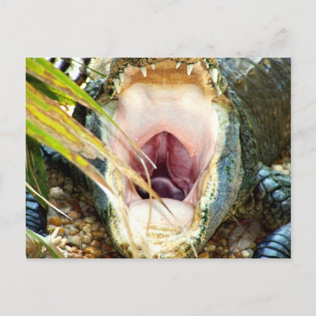 Hungrig Gator Vykort (Framsida)