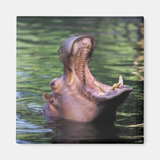 Hungrig Hippo Magnet (Framsidan)