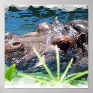 Hungrig Hippo-Poster Poster