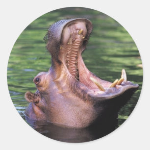Hungrig Hippo Runt Klistermärke
