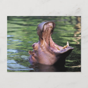Hungrig Hippo Vykort