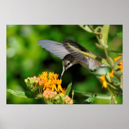 Hungrig Hummingbird Poster