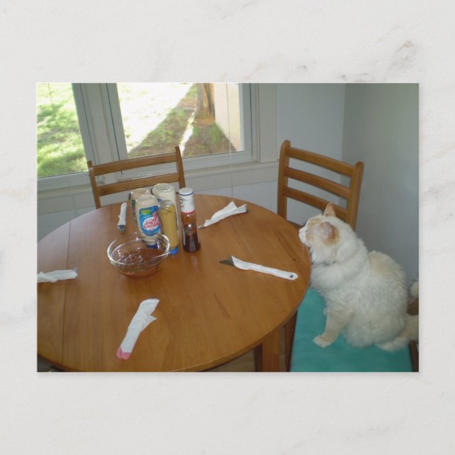 Hungrig katt vykort (Framsida)